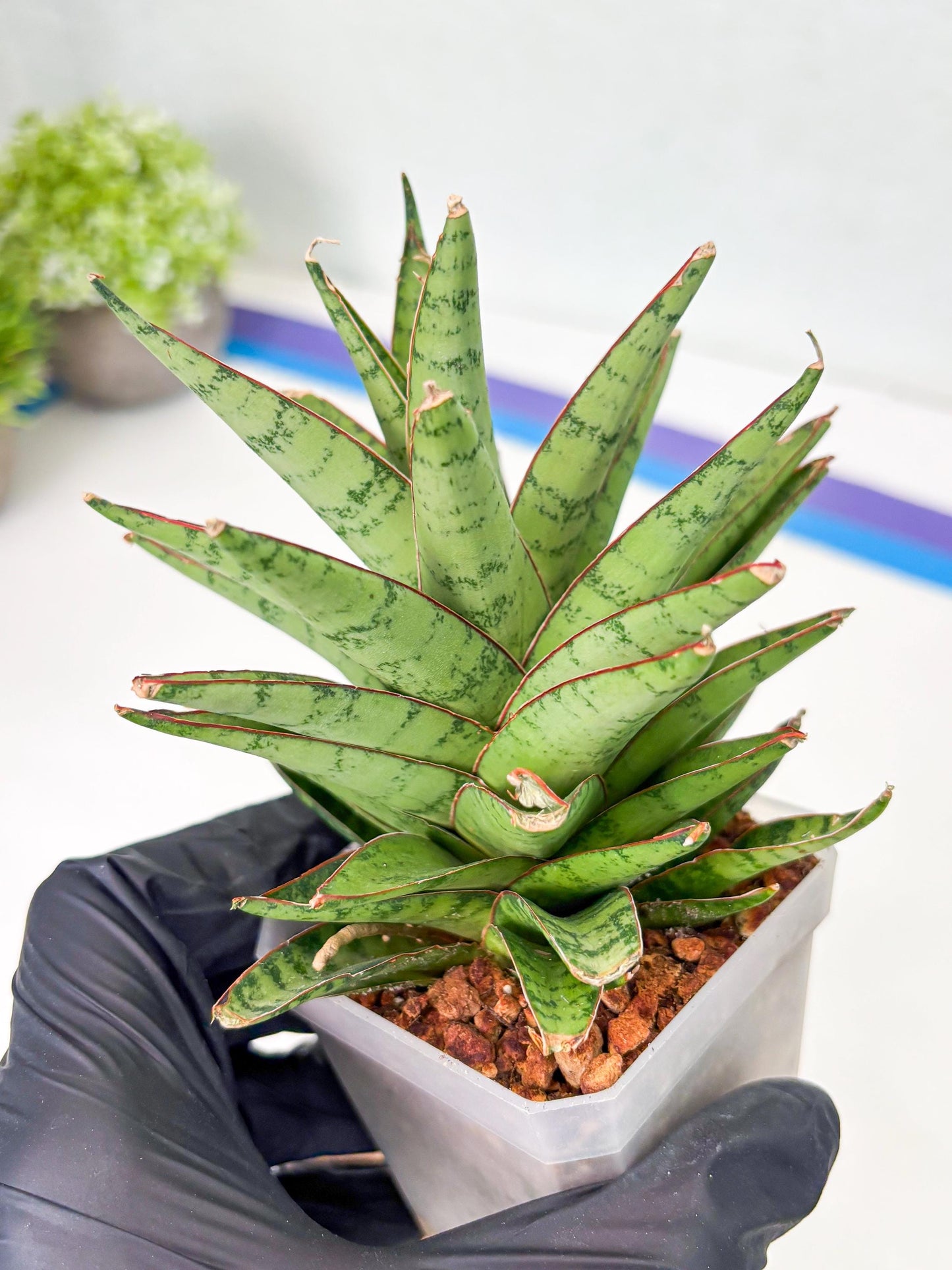 Sansevieria Dararai (Su3) (9) | Imported Sansevieria