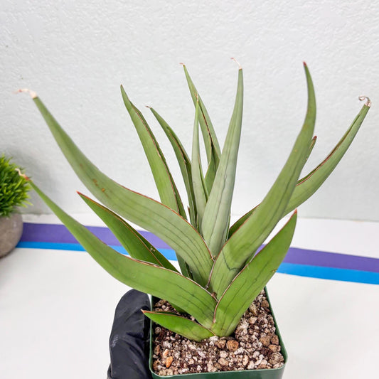 Sansevieria Baibid (Y) | Imported Sansevieria