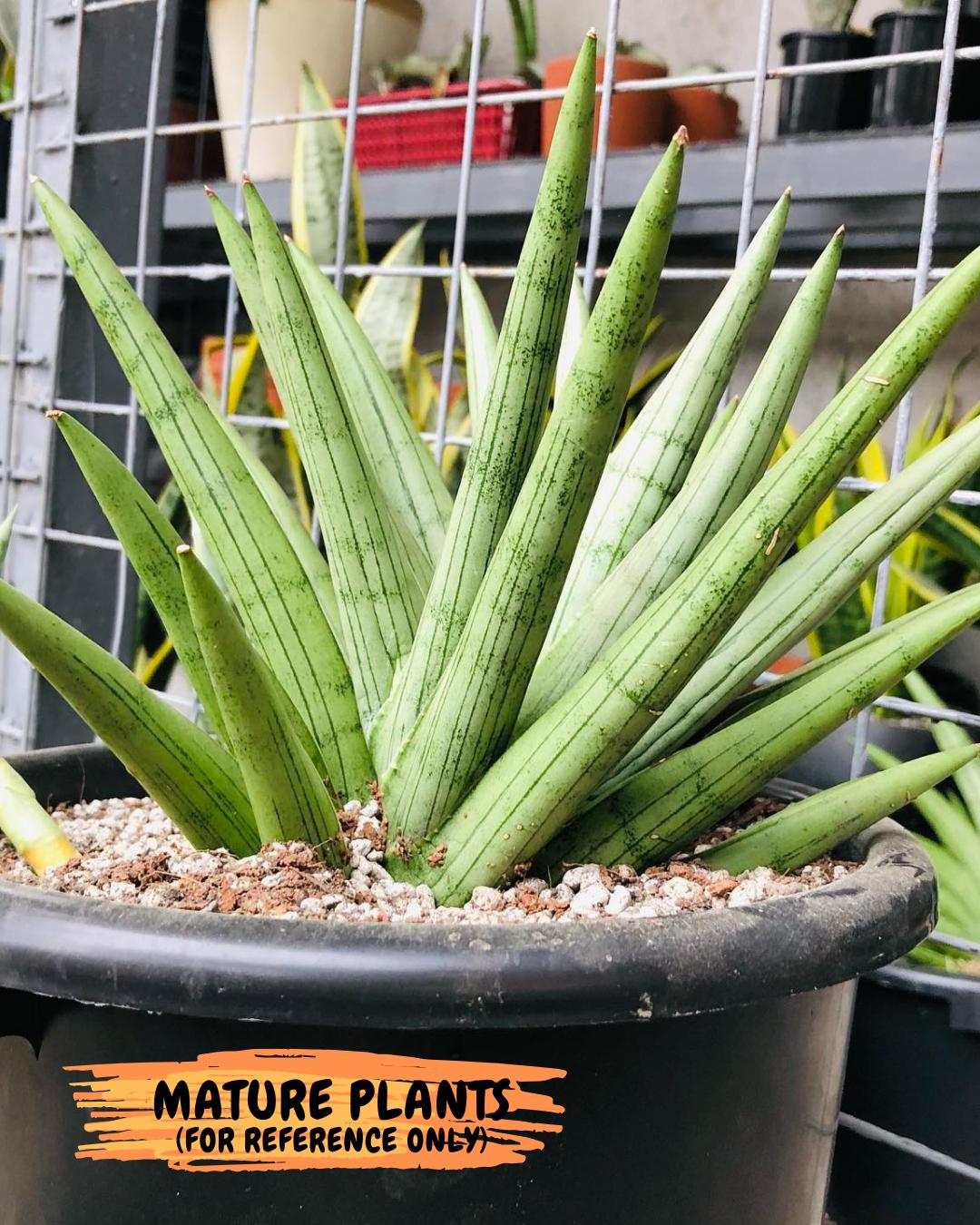 Sansevieria Silver Crown (XL1) (p) | Hybrid
