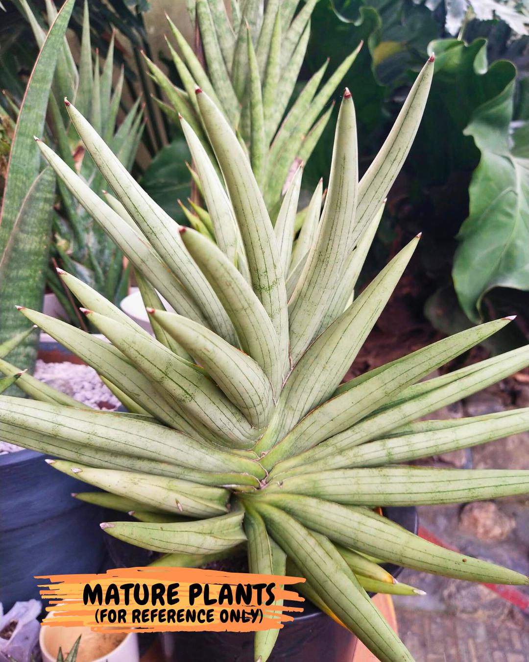 Sansevieria Silver Crown (XL1) (g) | Rare Snakeplant