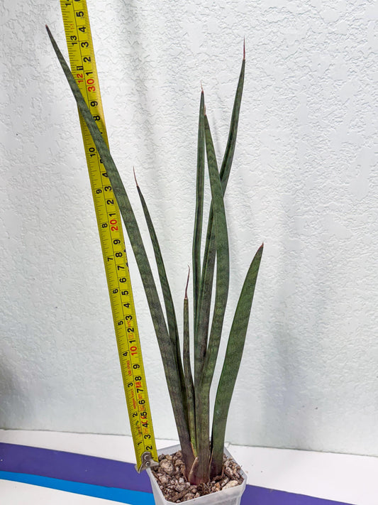 Sansevieria Vert Fonce (ob) (4) | New Imported Hybrids