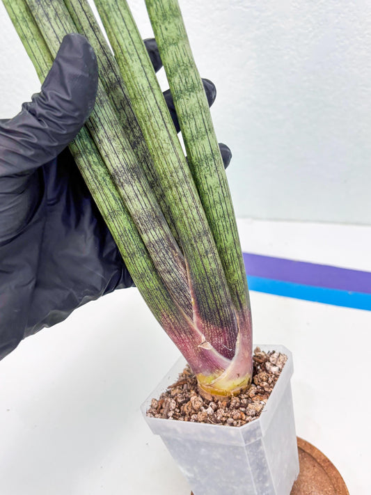 Sansevieria Celleng (ob) (10) | New Imported Hybrids