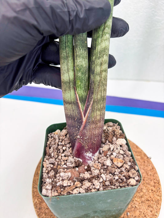 Sansevieria Pies Morados (ry) (2) | New Imported Hybrids