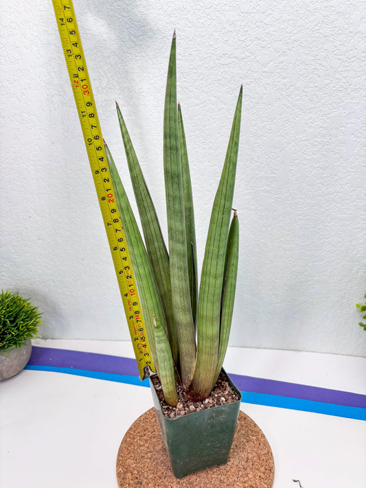 Sansevieria Shiro Midori (ry) (4) | New Imported Hybrids