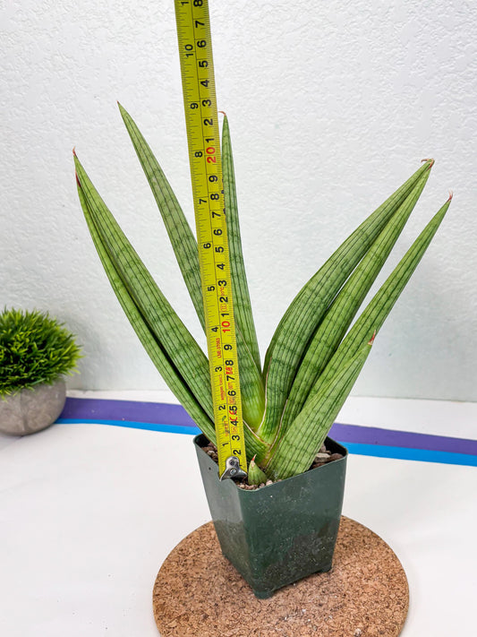Sansevieria Akhdar (ry) (15) | New Imported Hybrids