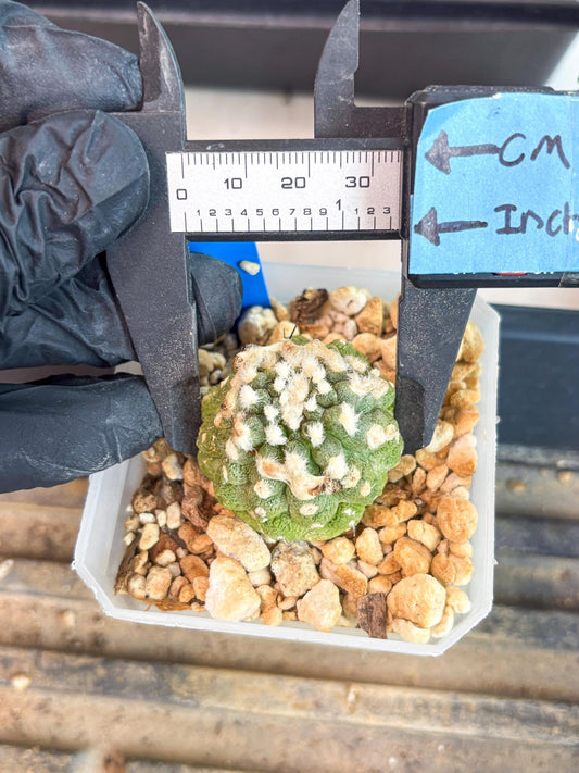 Copiapoa hypogaea (B) | Fully Rooted | Rare imported Cactus