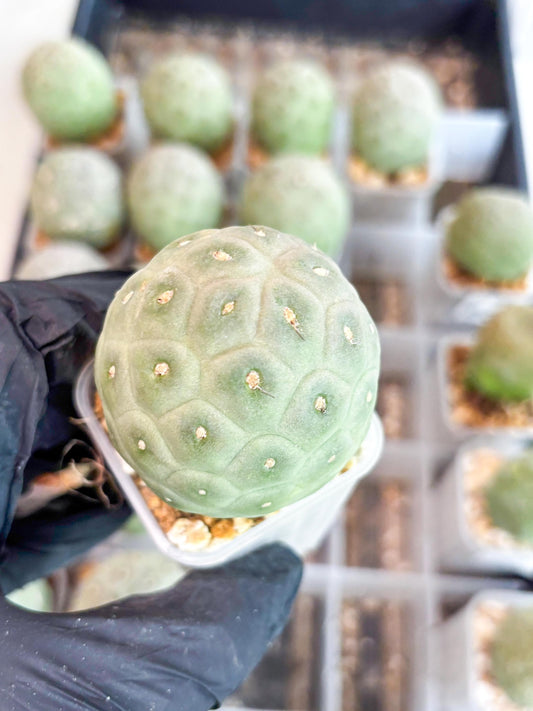 Rare Tephrocactus Geometricus (y) | Single Ball Cactus