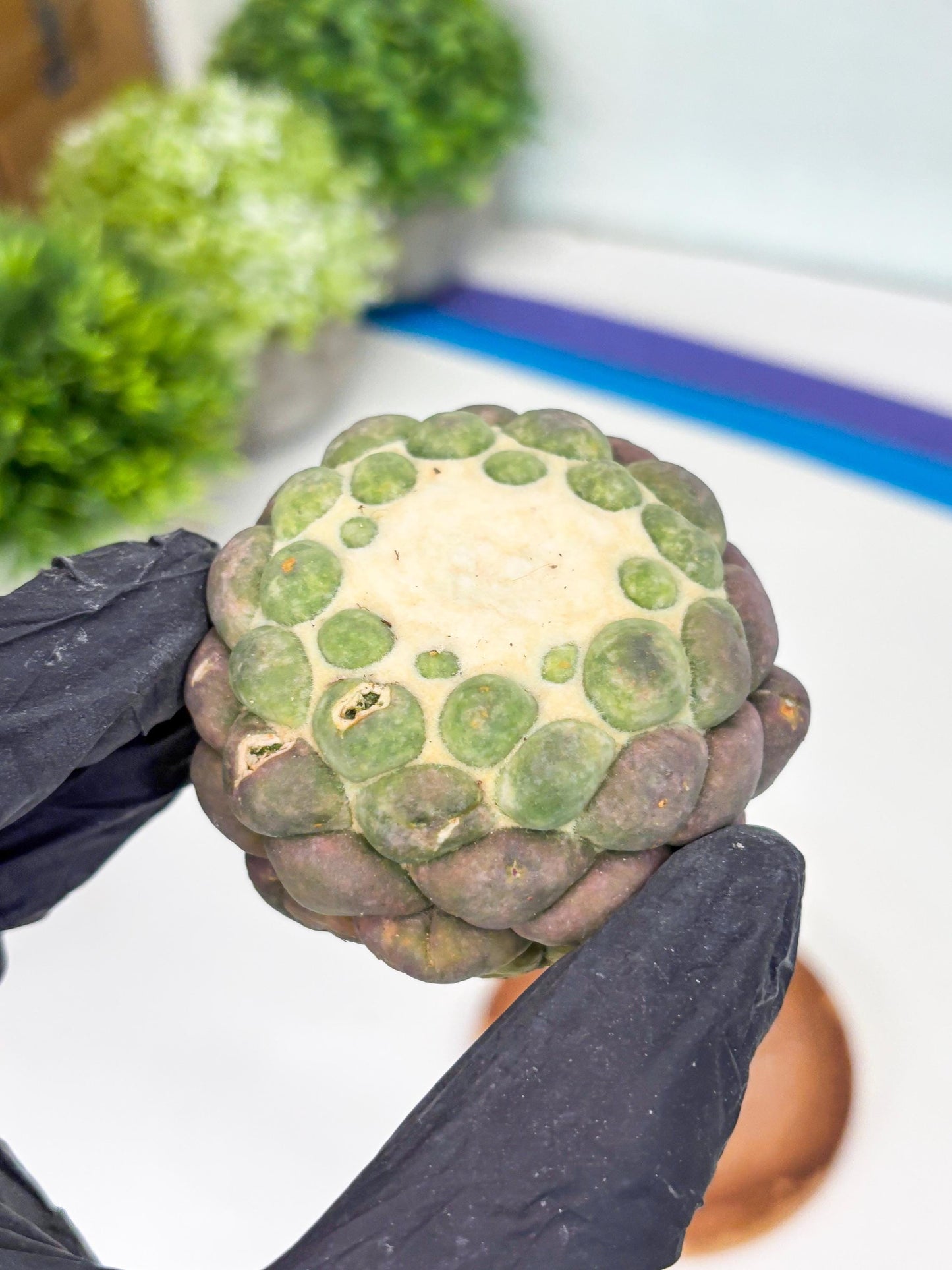 Coryphantha Elephantidens cv. Inermis (P) | Disocunted