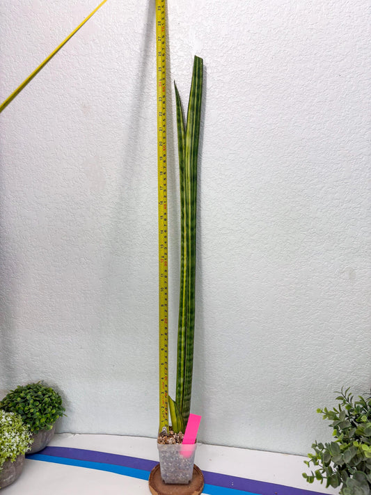 Sansevieria Trifasciata Parva Stick Var (p) | Imported Plant
