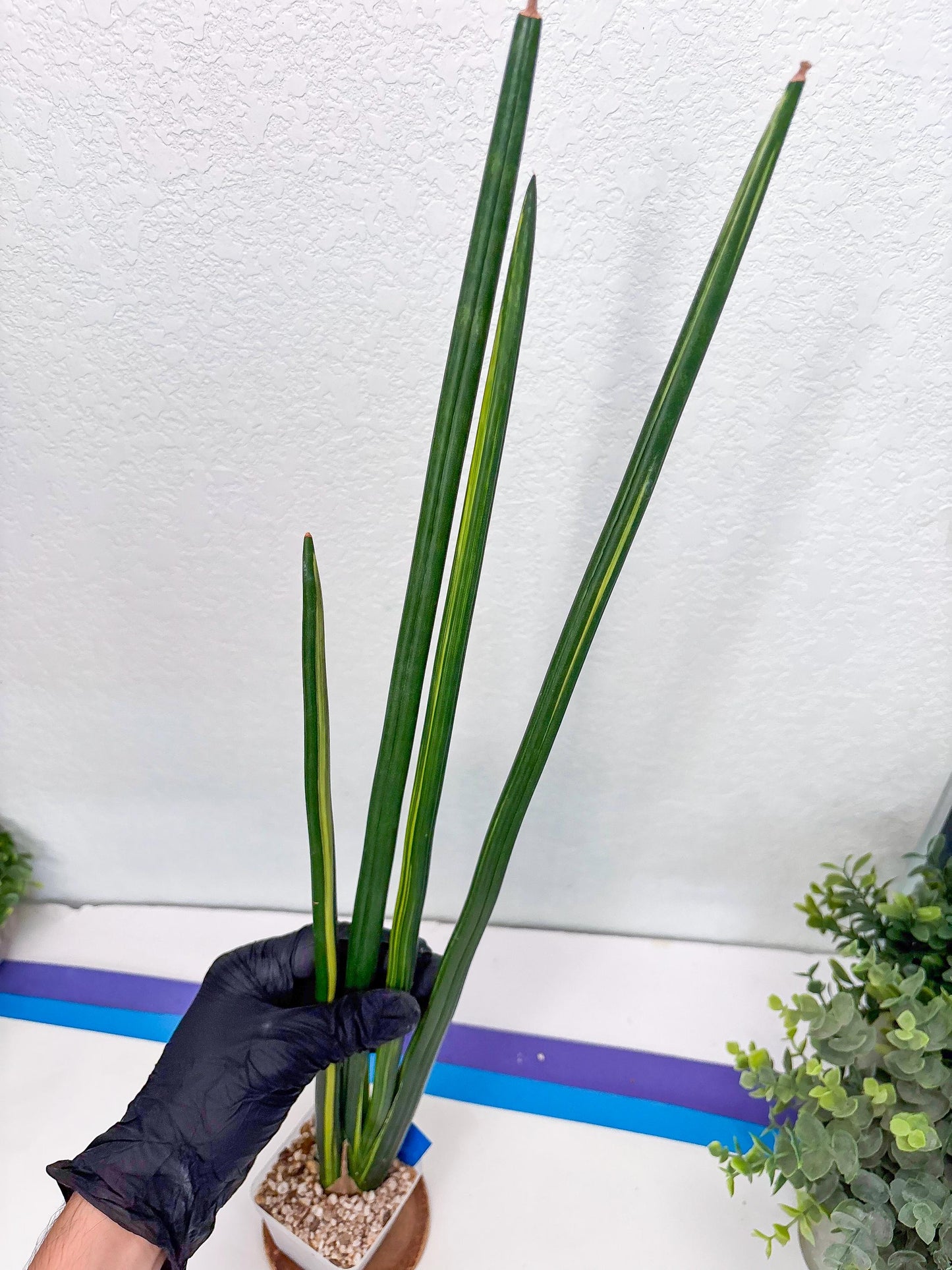 Sansevieria Erythraeae Var (b) | Imported House Plant