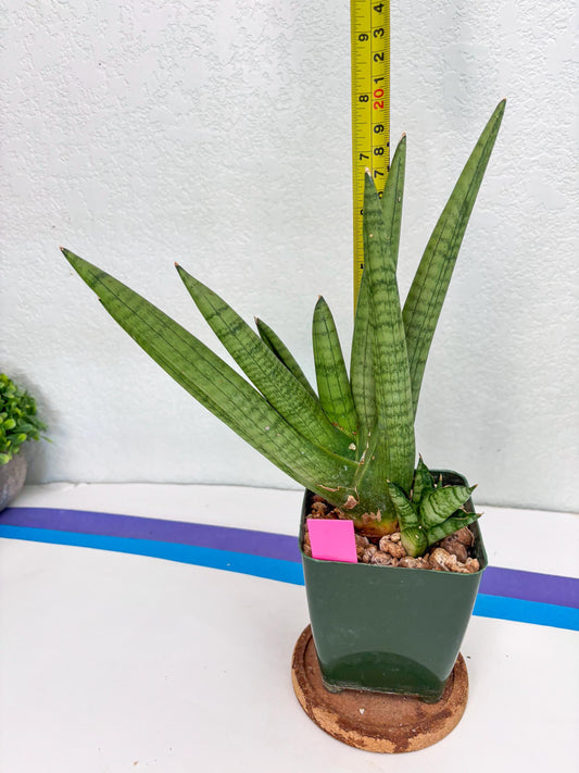 Sansevieria Snow Boy (p) | Choose Your Own Rare Plant