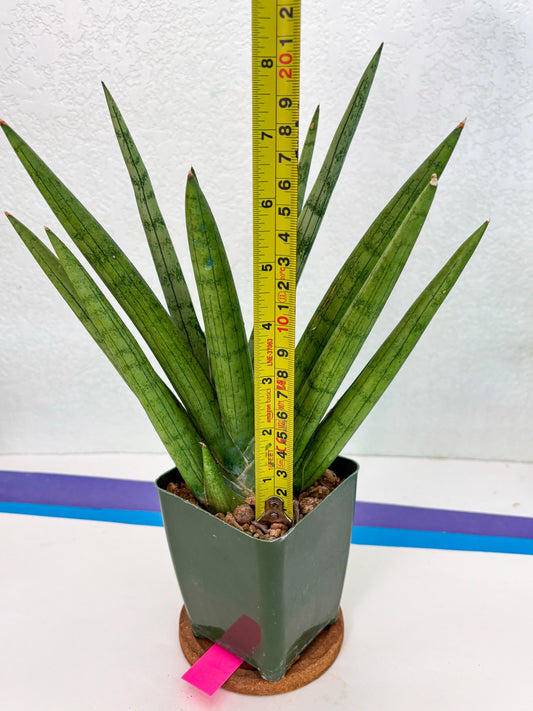 Sansevieria Silver Crown (XL1) (p) | Hybrid