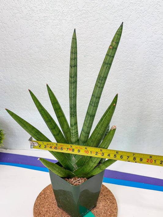 Sansevieria Silver Crown (XL1) (g) | Rare Snakeplant