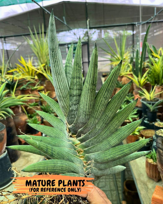 Sansevieria Rookie (p) | Rare hybrid