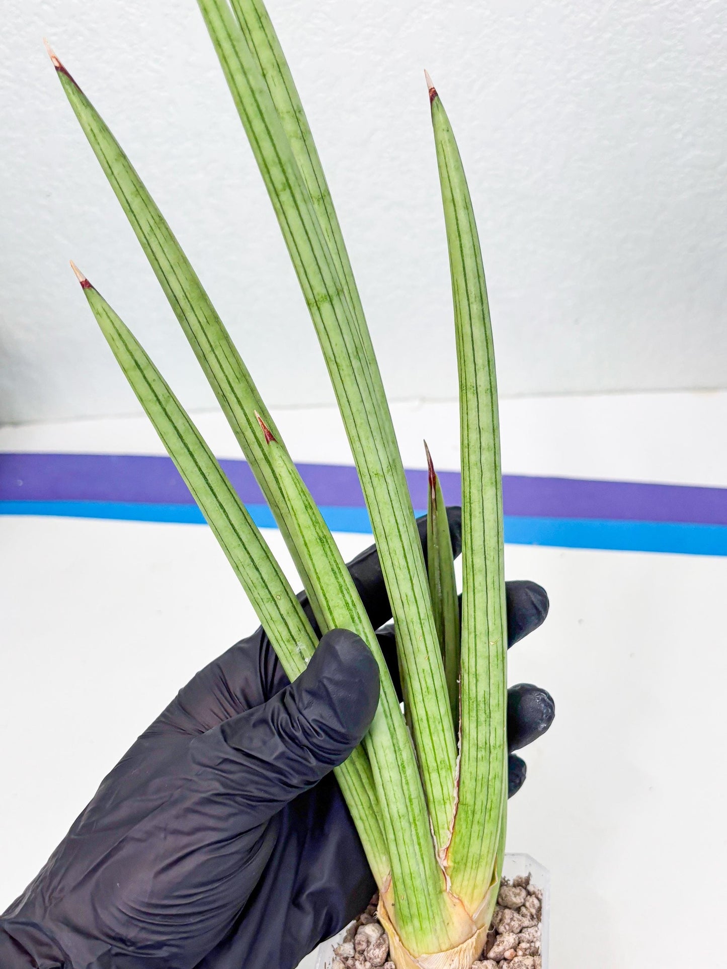 Sansevieria Alawo Eve (ob) (3) | New Imported Hybrids