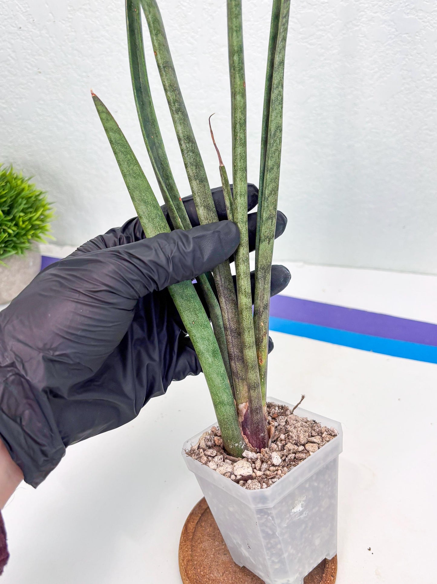 Sansevieria Vert Fonce (ob) (4) | New Imported Hybrids