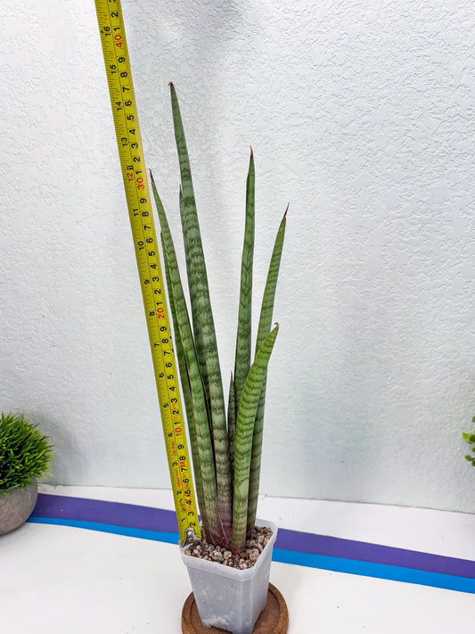 Sansevieria Corcra (ob) (5) | New Imported Hybrids