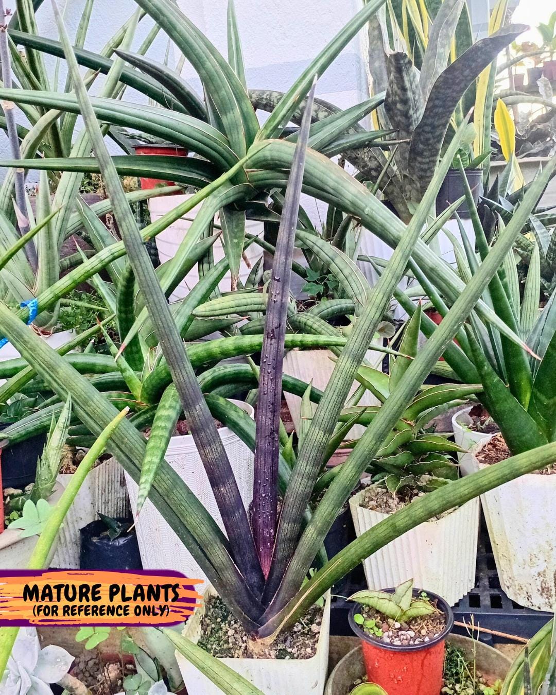 Sansevieria Pink Cell (2) | Color changes seasonally