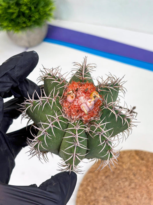 Cereus Geometrizans Matanzanus (p) | Rare Import