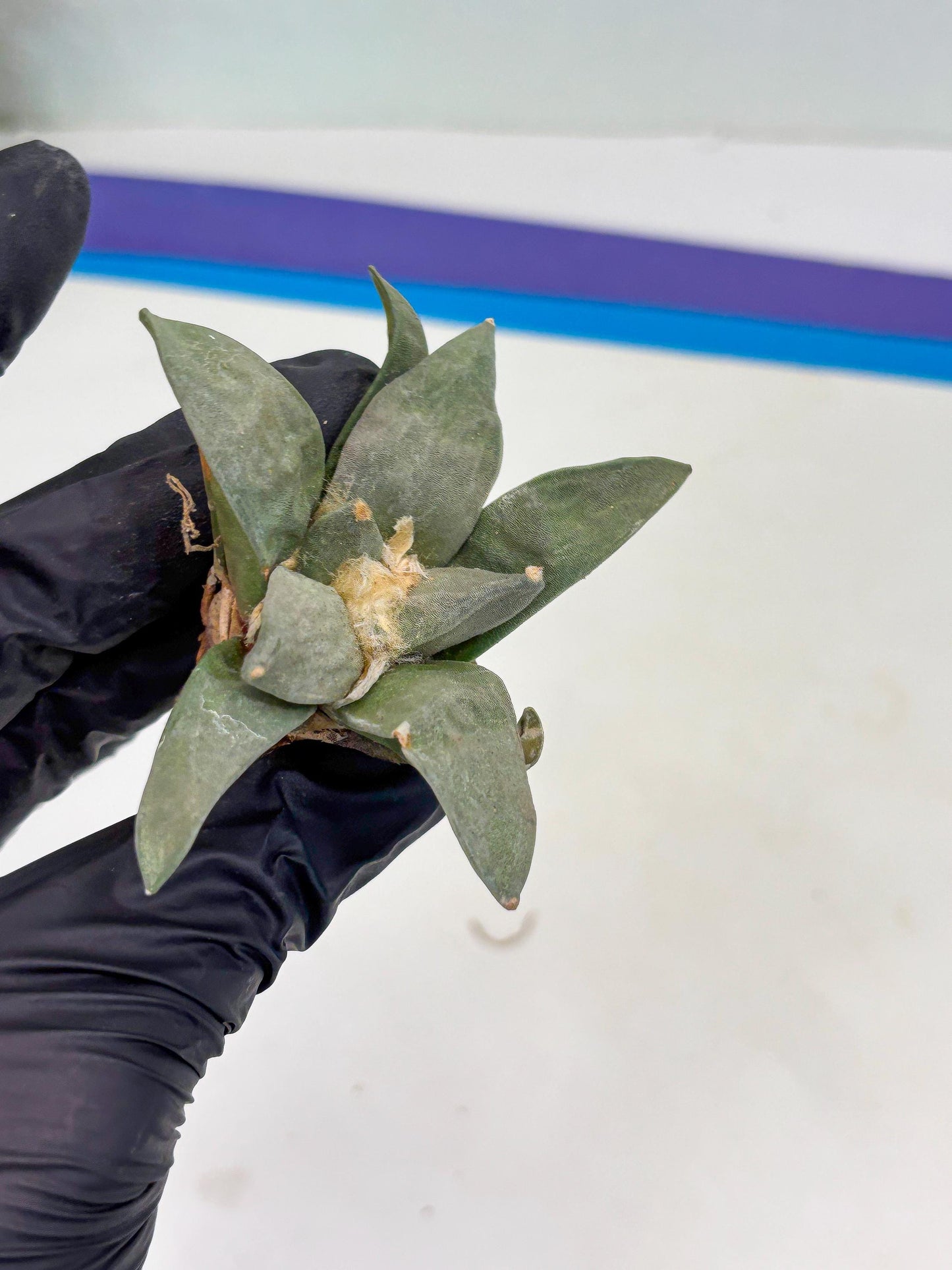 Retusus Furfuraceus (#3) | Very Rare Plant