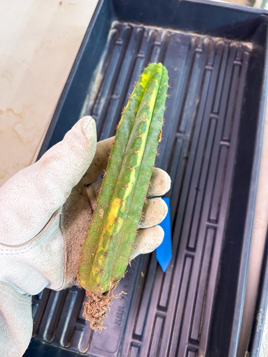 Cactus for Grafting Purposes (b) | Imported