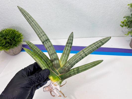Sansevieria Akuola Ocha (2) (cj1) | Rare House Plant