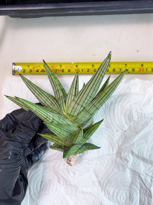 Sansevieria Jupiter (cj2) (2) | Imported Hybrids