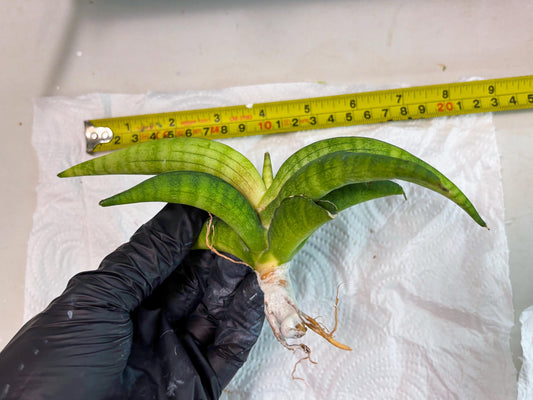 Sansevieria Lemon (cj2) (15) | Rare Hybrids