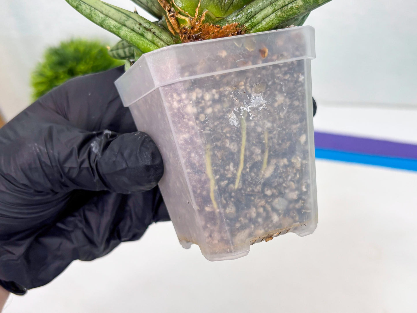 Sansevieria Melon (cj3) (12) | Rare Hybrids