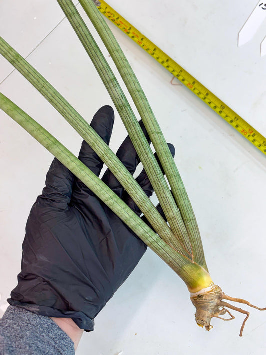 Sansevieria Huren (y14) | Imported Hybrids