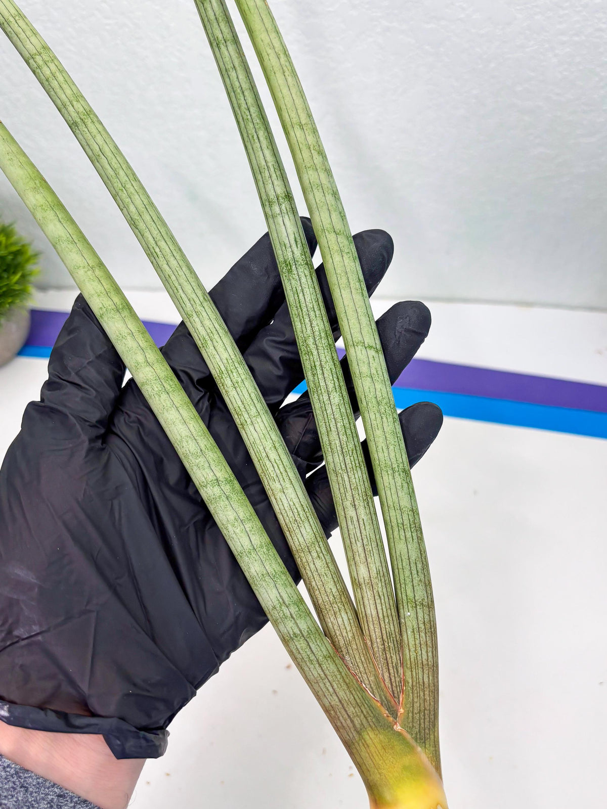 Sansevieria Huren (y14) | Imported Hybrids