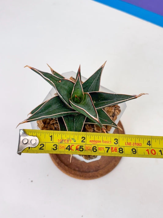 Sansevieria lavranos (Su1) (4) | Imported Sansevieria