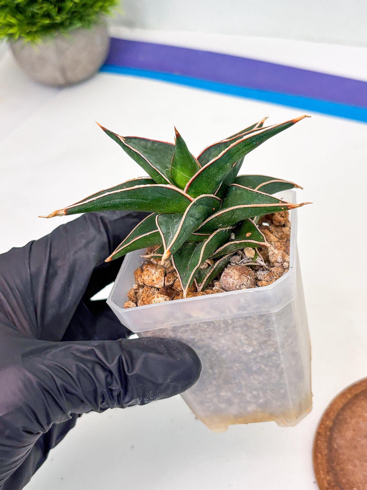 Sansevieria lavranos (Su1) (4) | Imported Sansevieria