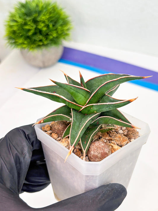 Sansevieria lavranos (Su1) (5) | Imported Sansevieria