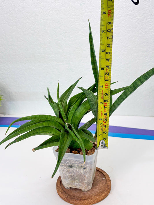 Sansevieria Sunflower (Su1) (7) | Imported Sansevieria