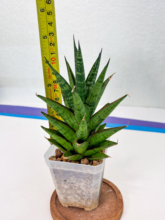 Sansevieria Peridot (Su1) (8) | Imported Sansevieria