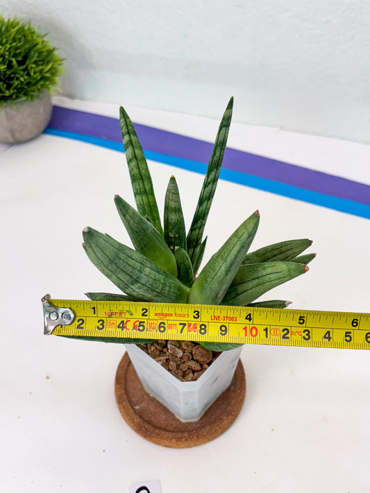 Sansevieria Hedgehog (#PH24) | Rare Imported Hybrids