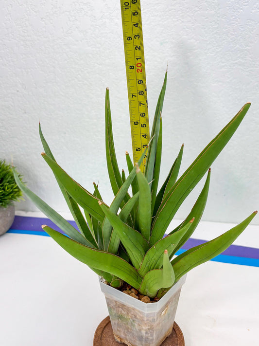 Sansevieria Bai Bid (Su3) (15) | Imported Plant