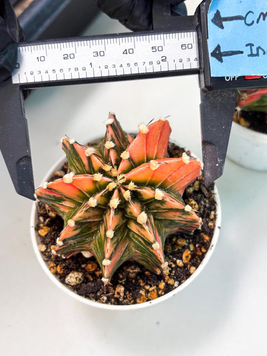 Gymnocalycium LB Hybrid (gy1) (p1) | variegated cactus