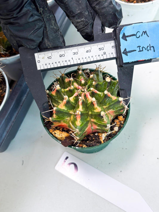 Gymnocalycium LB Hybrid (gy2) (o5) | variegated cactus