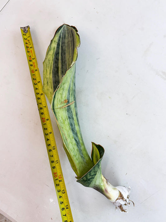 Sansevieria Masoniana Bruda (4) | Masoniana Var x Eliptica Var