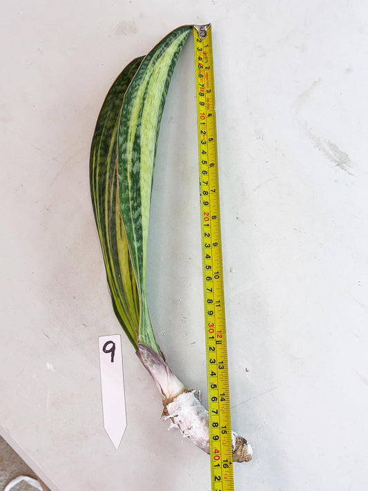 Sansevieria Masoniana Bruda (9) | Masoniana Var x Eliptica Var