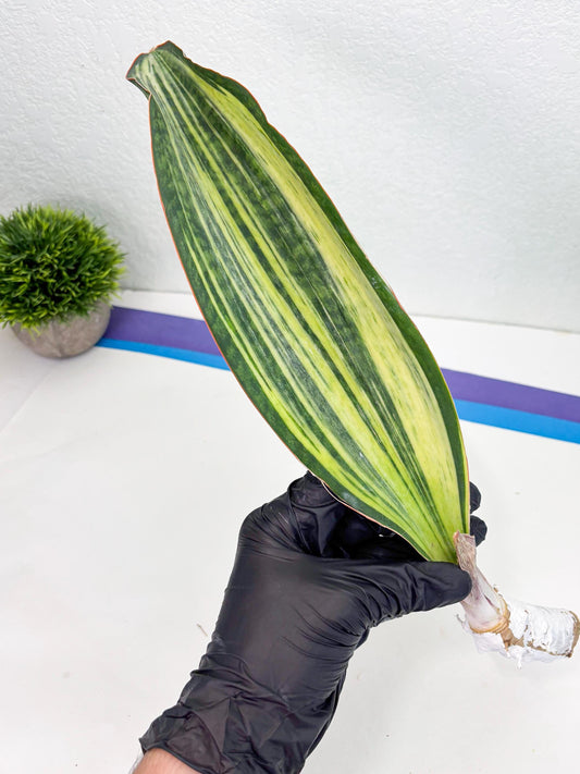 Sansevieria Masoniana Bruda (9) | Masoniana Var x Eliptica Var