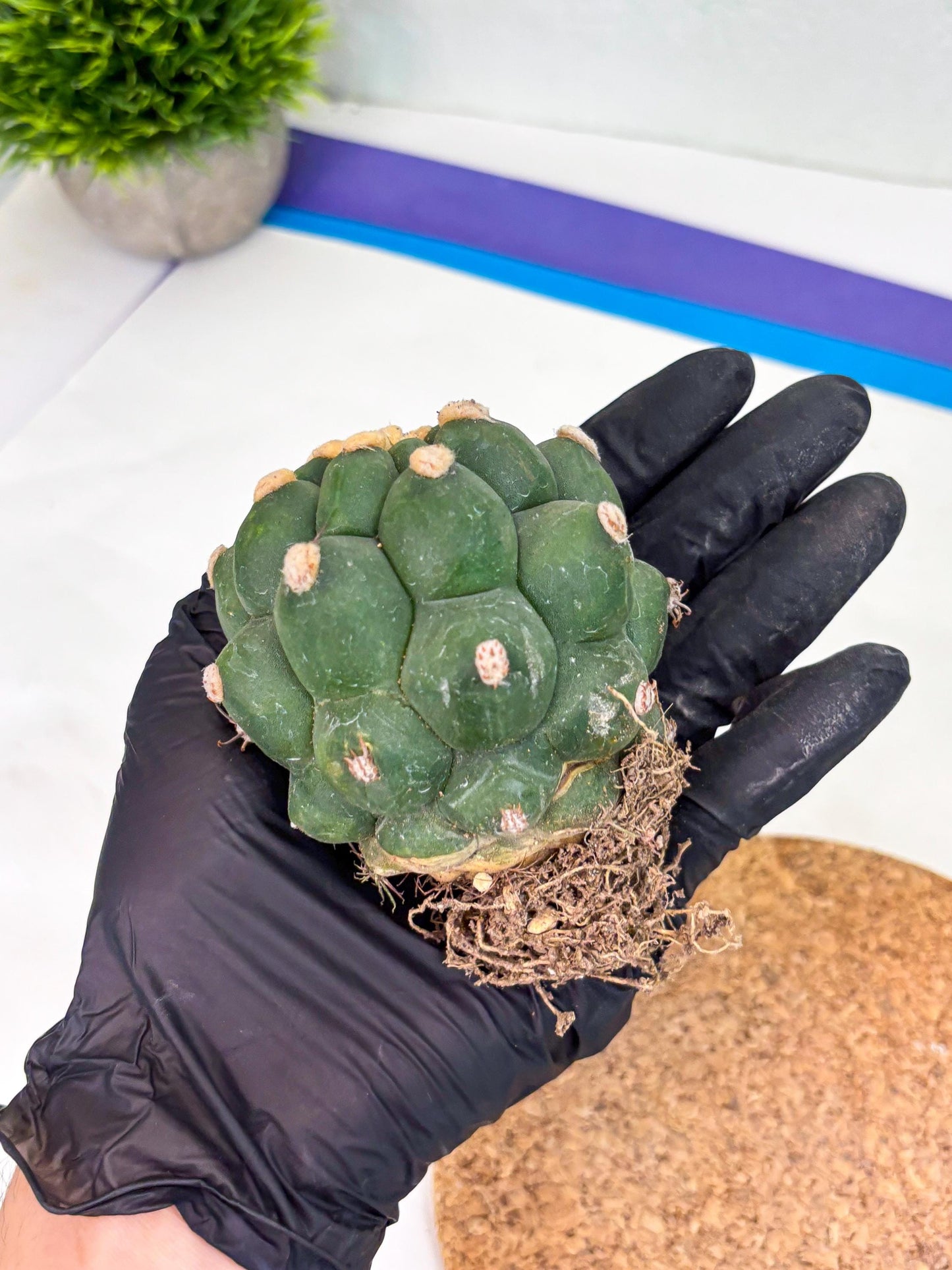 Gymnocalycium saglionis inermis (p) | Rare Import