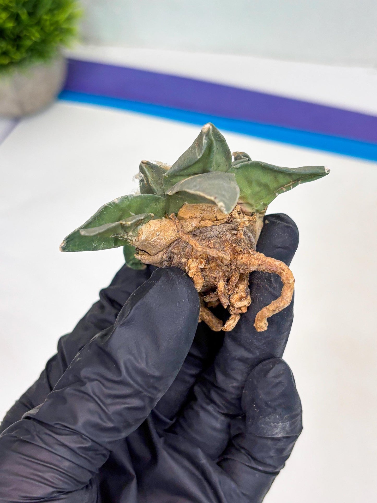 Retusus Furfuraceus (#2) | Very Rare Plant