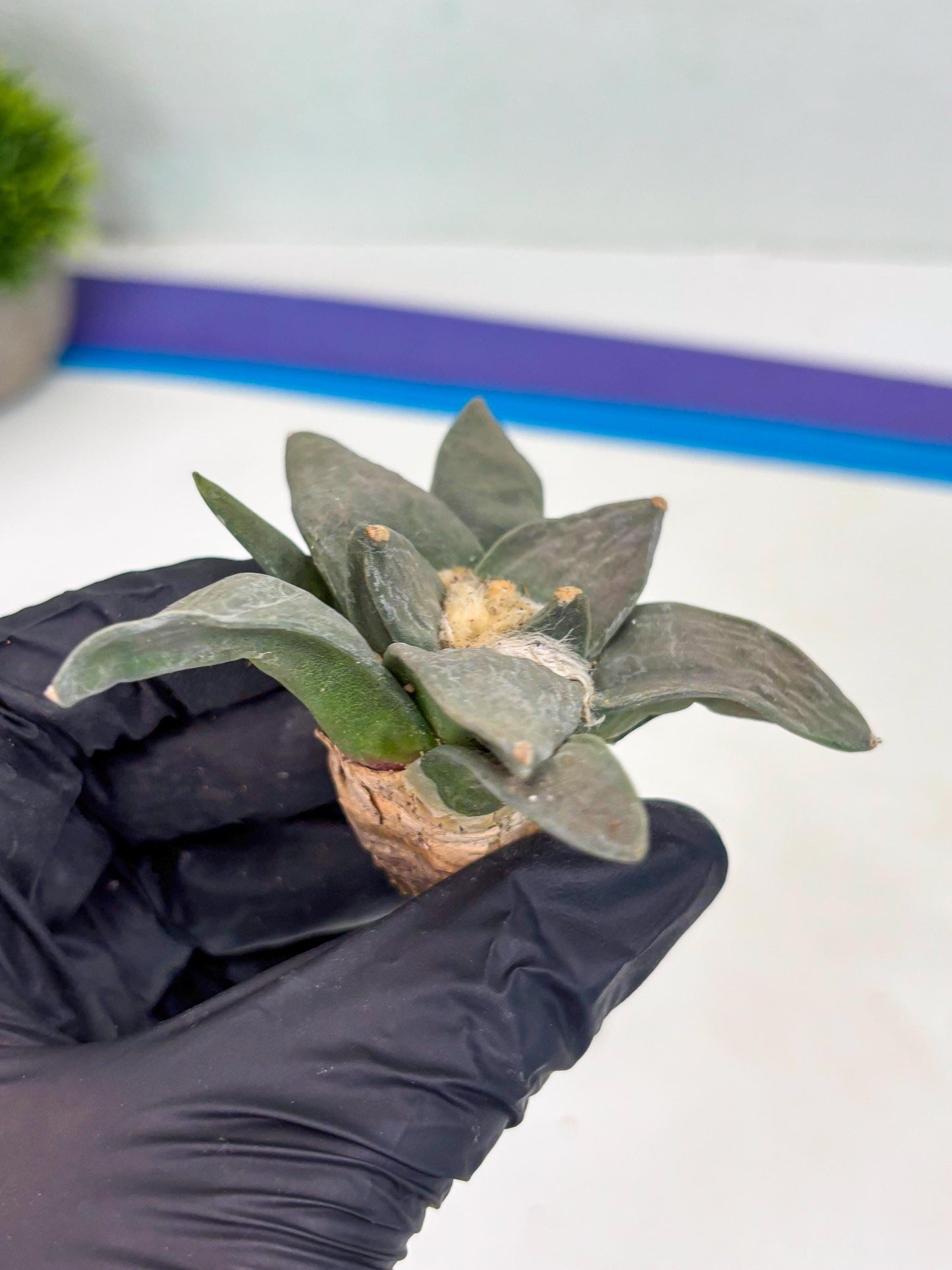 Retusus Furfuraceus (#7) | Very Rare Plant