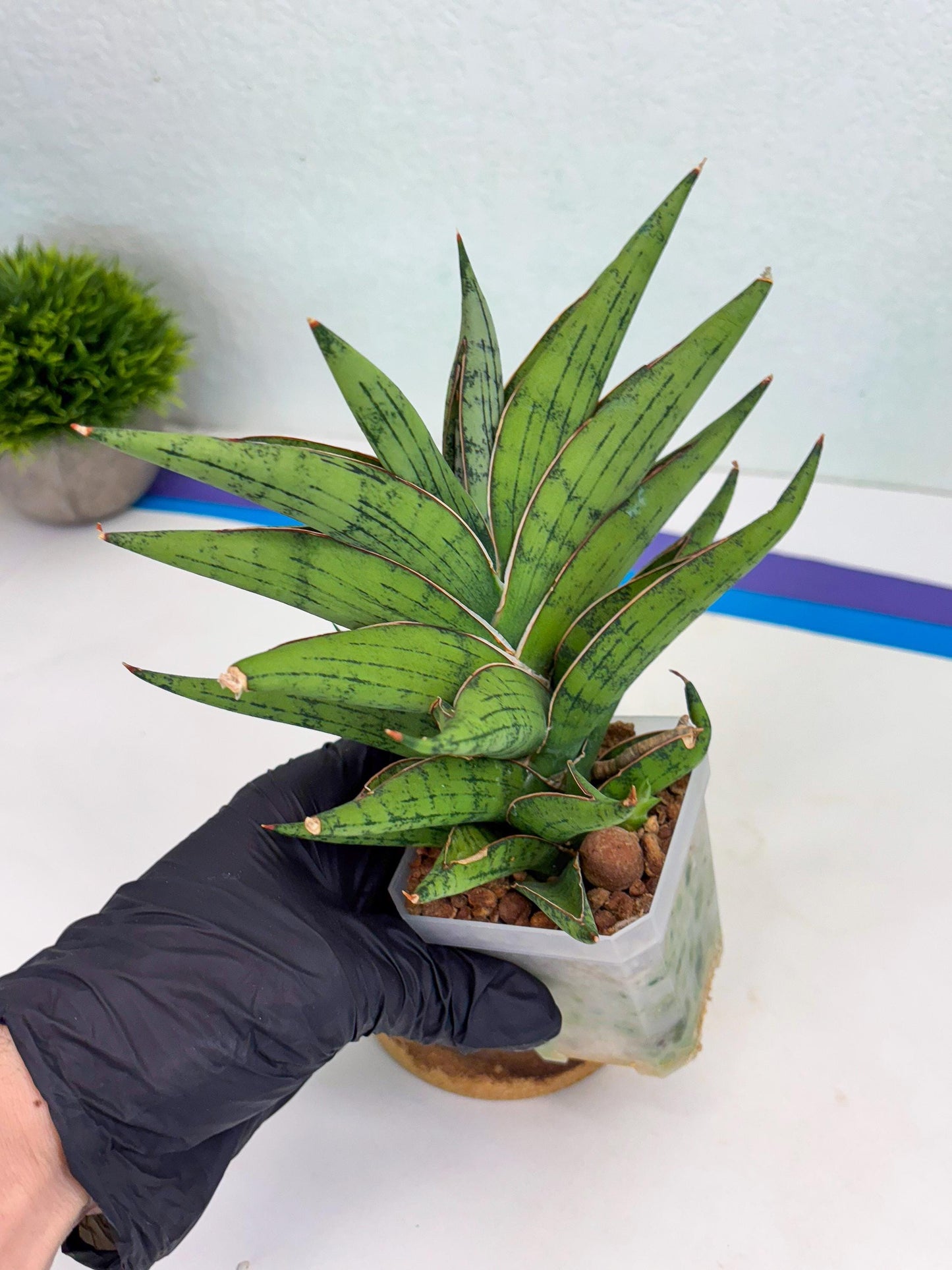 Sansevieria Nonlawee (g1) (4) | Imported Plant