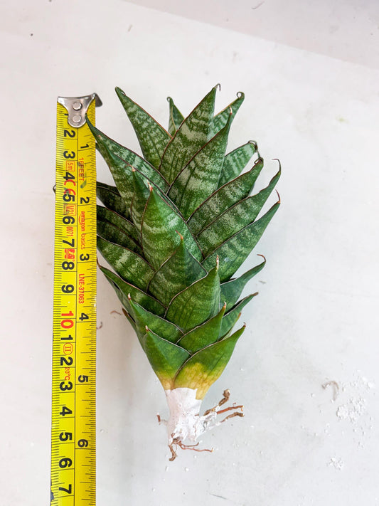 Sansevieria Dragon Scale (su4) (2) | Rare Imported House Plants