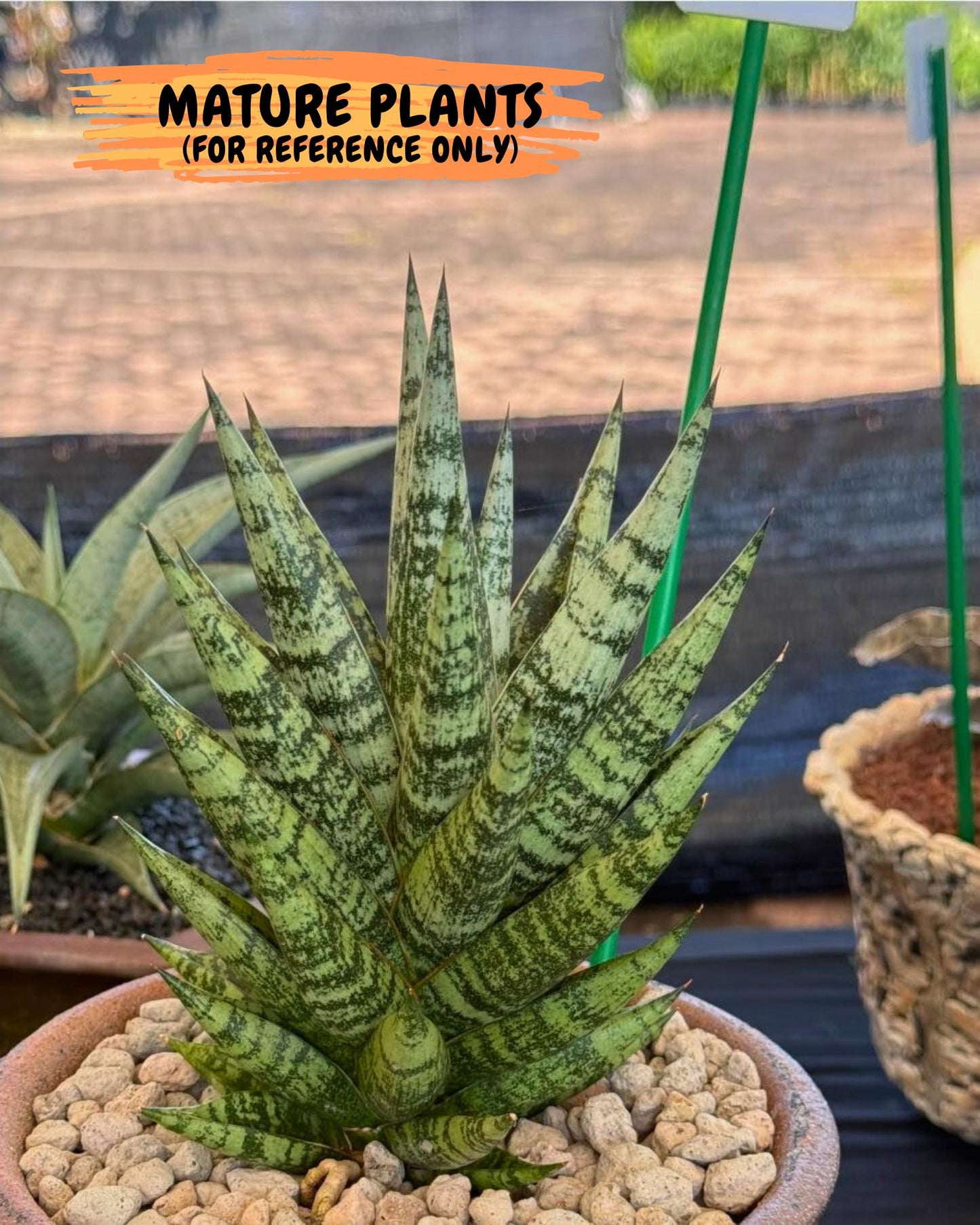Sansevieria Zebra (ca3) (3) | Imported House Plants