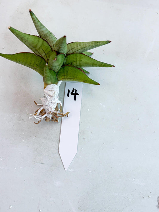 Sansevieria Waddao (su4) (14) | Imported House Plants